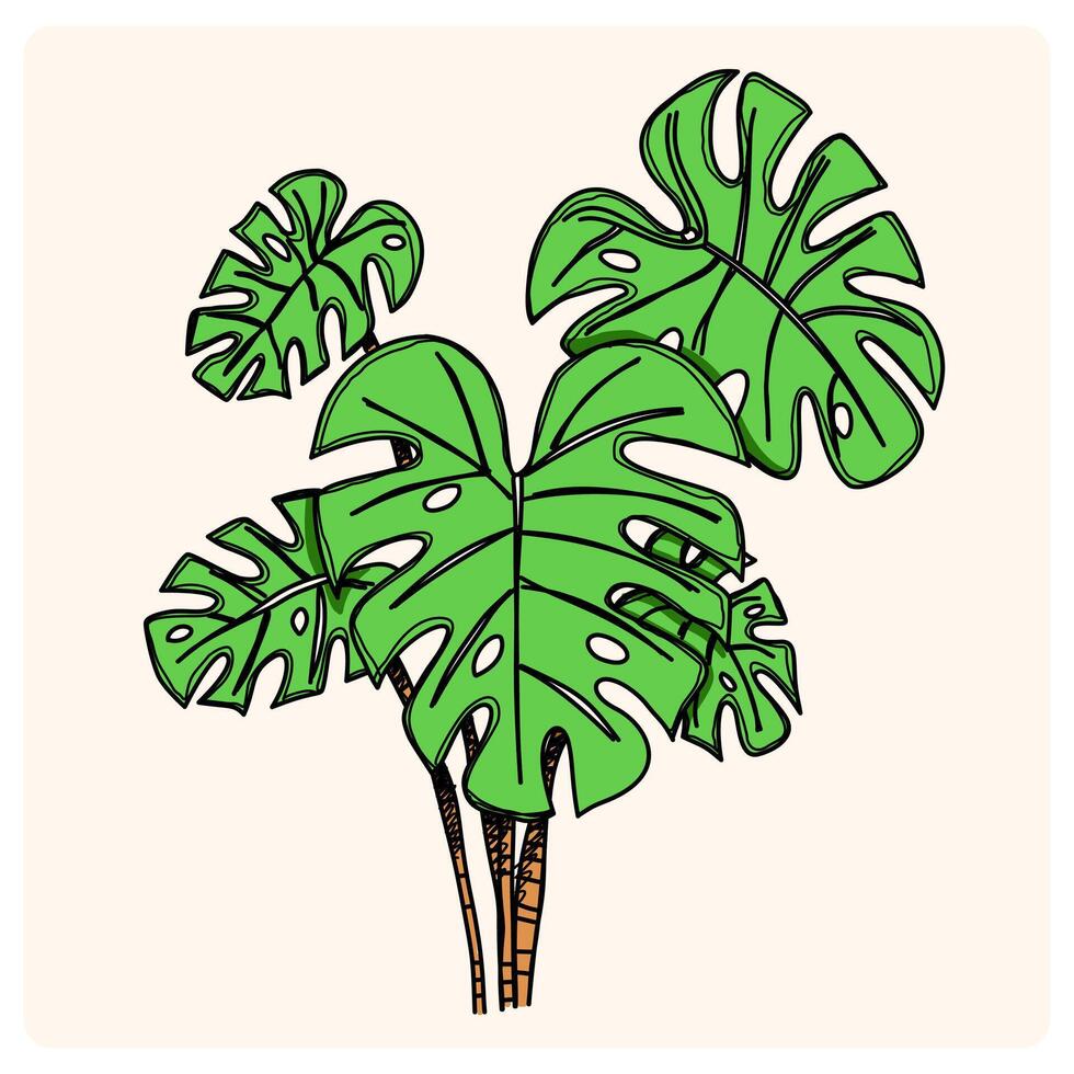 Monstera Plant Illustration with doodle style vector