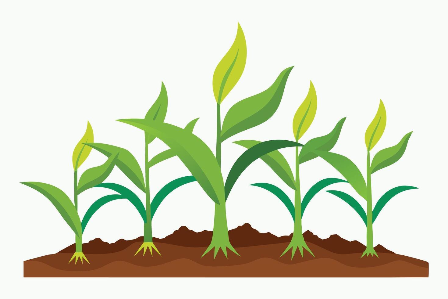 A Fertile Soil, Flourishing Growth A Scientific Depiction of Corn Seedlings vector