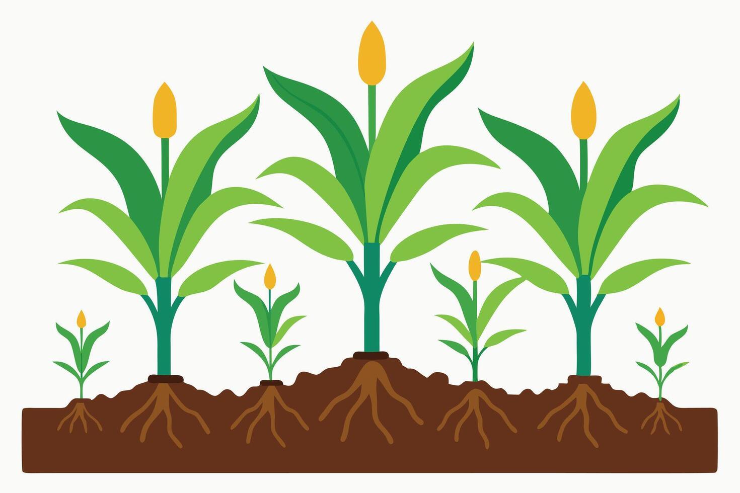 Fertile Soil, Flourishing Growth Scientific Depiction of Corn Seedlings vector