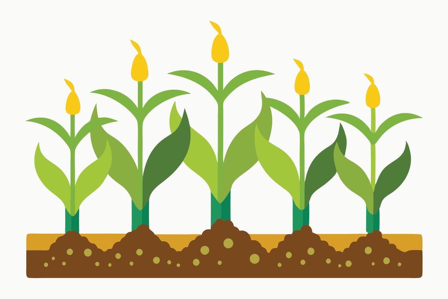 Fertile Soil, Flourishing Growth A Scientific Depiction of Corn Seedlings vector