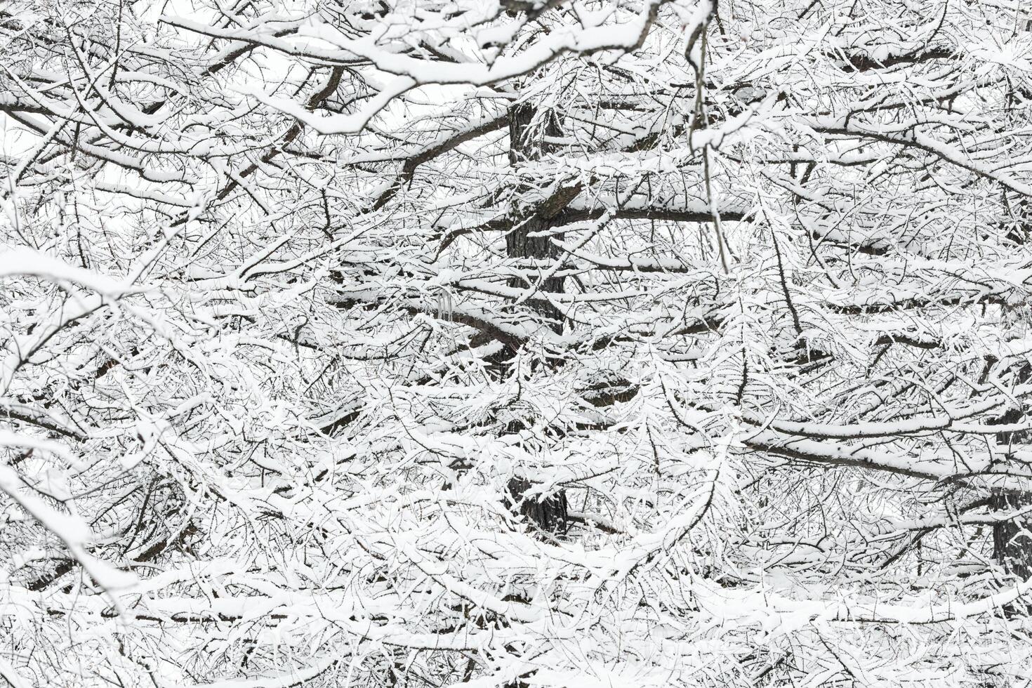 The heavy snowfall in a wild park, winter fairy tale in the forest, snow-covered tree branches, large flakes of snow are slowly falling, nobody, snow storm, blizzard photo