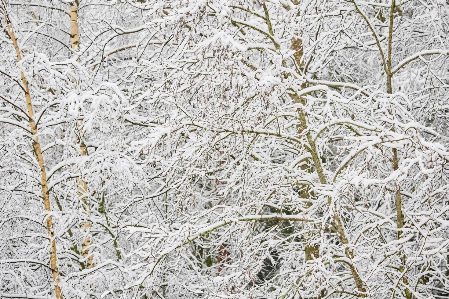 The heavy snowfall in a wild park, winter fairy tale in the forest, snow-covered tree branches, large flakes of snow are slowly falling, nobody, snow storm, blizzard photo