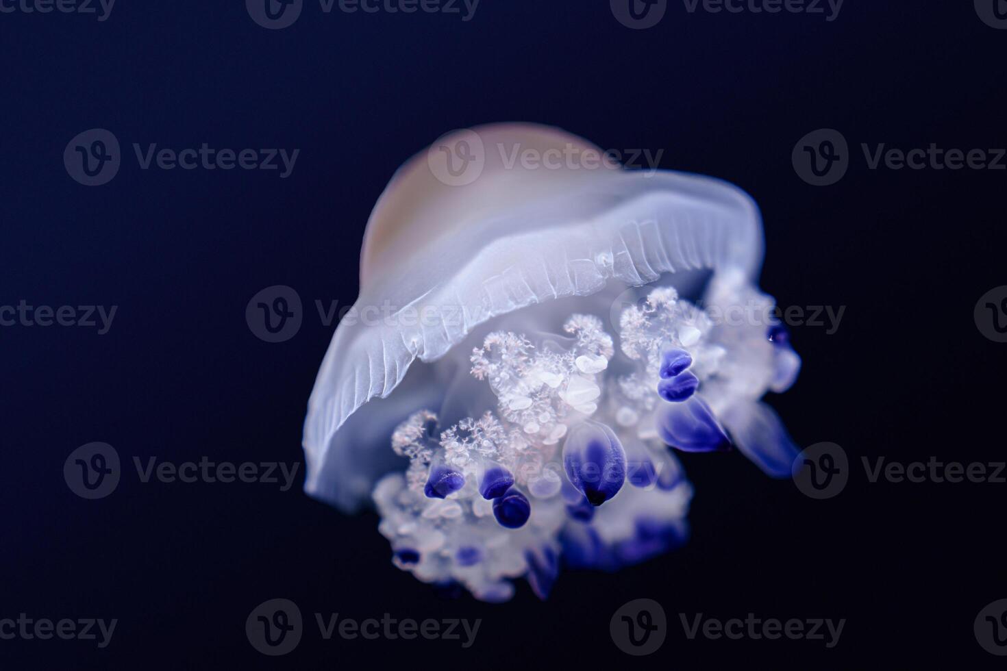 Mesmerizing glowing jellyfish with blue spots pulsating gently against a solid black background photo