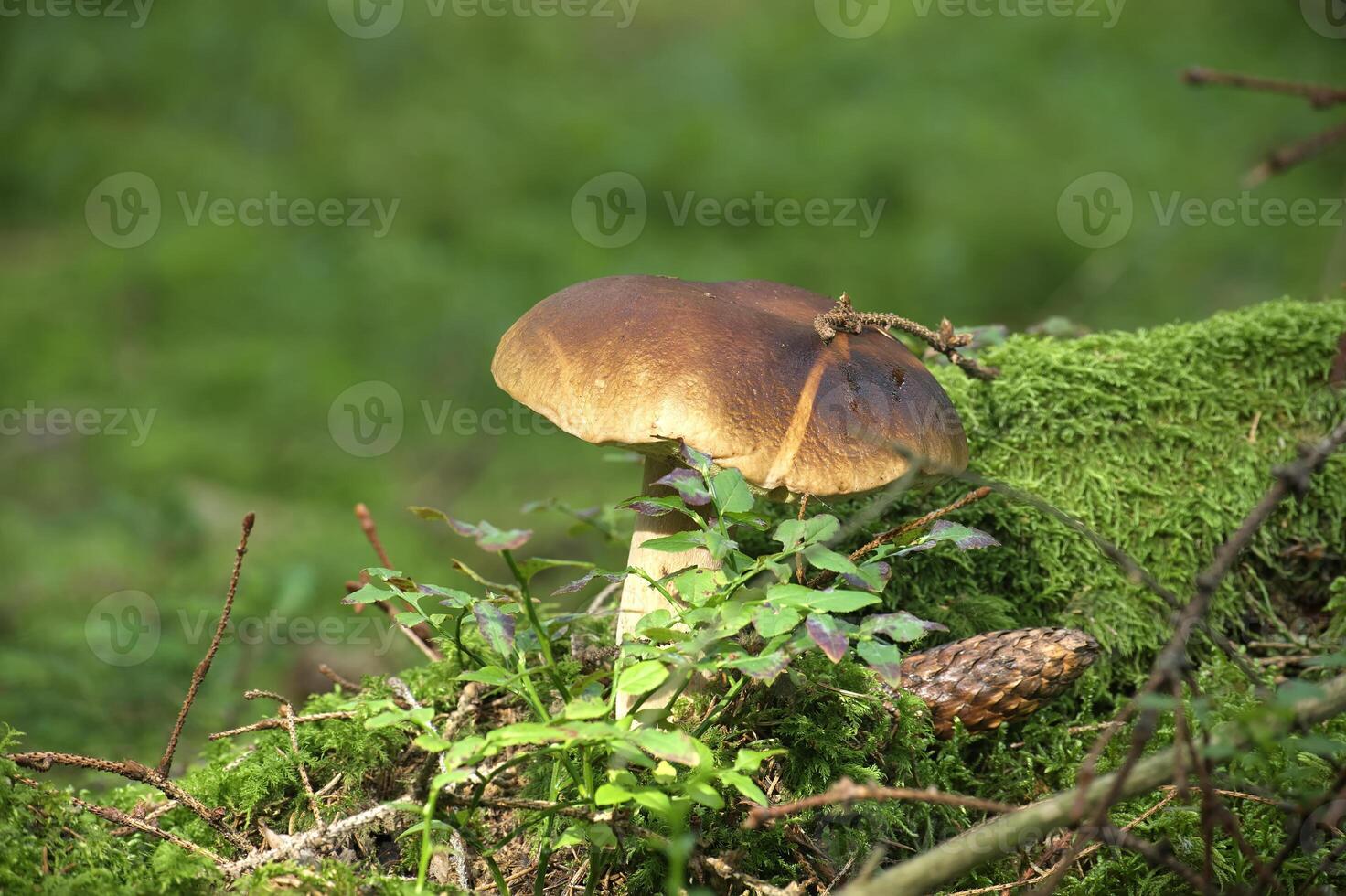 boletus mushroom in lush green forest setting, surrounded by moss and foliage photo