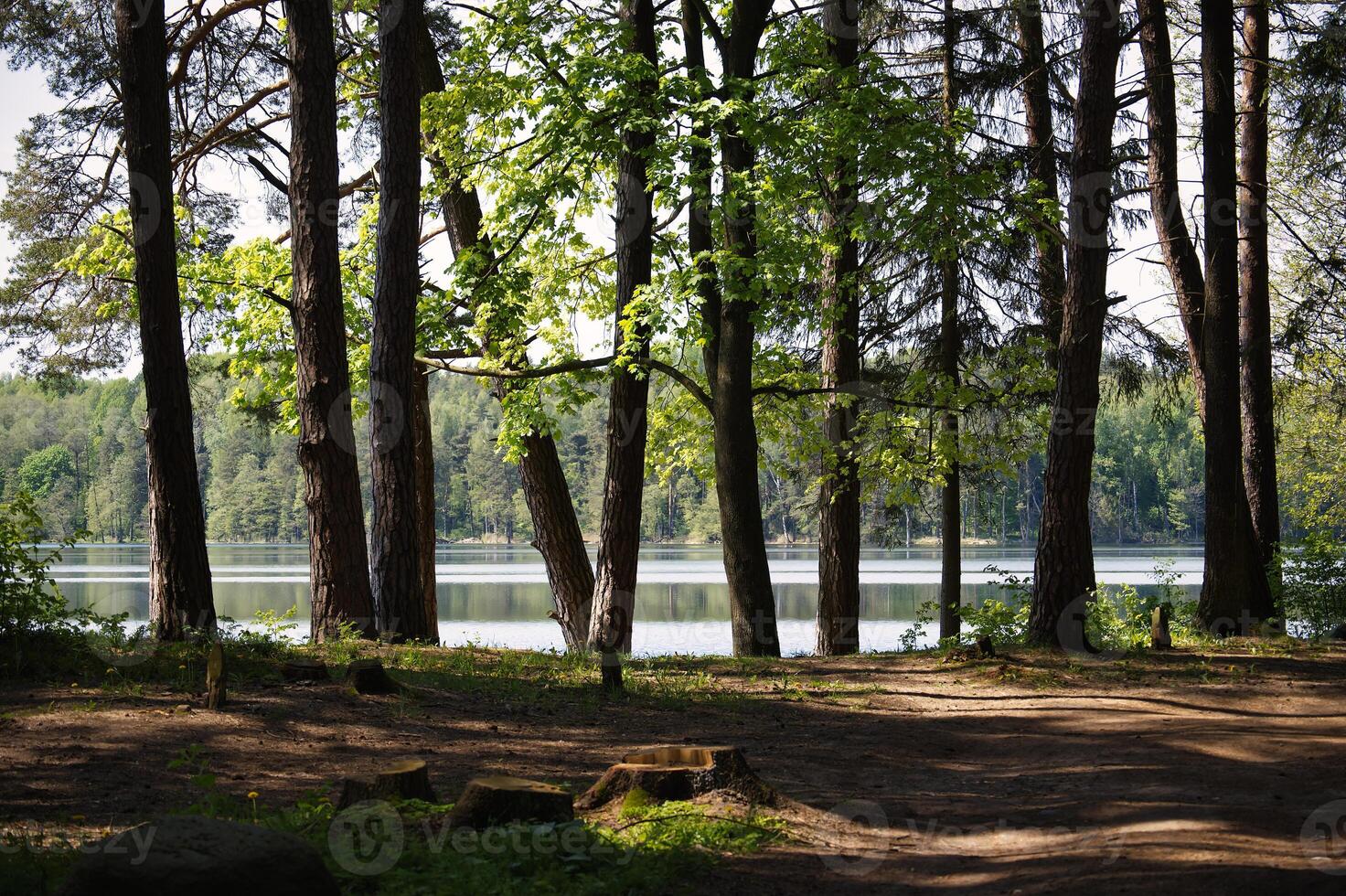 Pine forest growing on the shore of a calm lake in spring photo