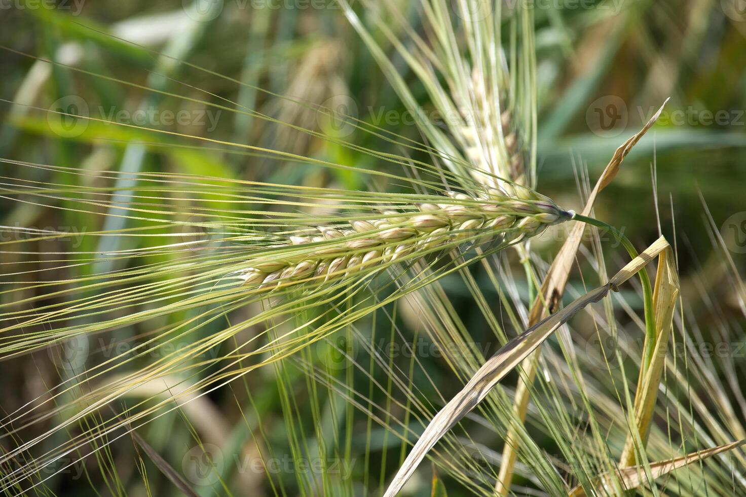Barley growing in a field during summer photo