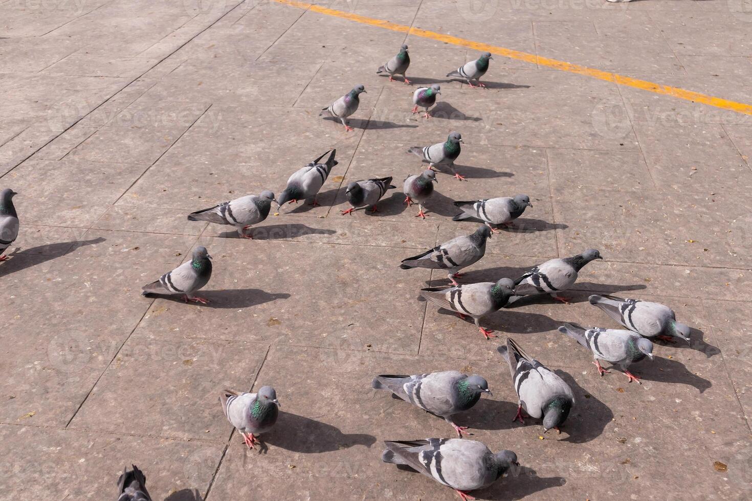 A group of pigeons eating seeds on the cement floor outdoors photo