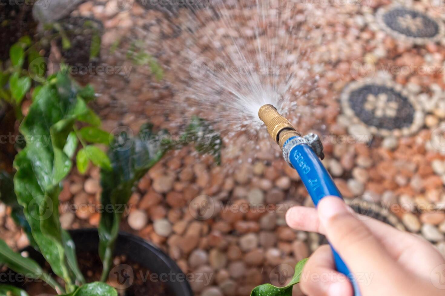 Child's hand holding water hose for watering plants photo