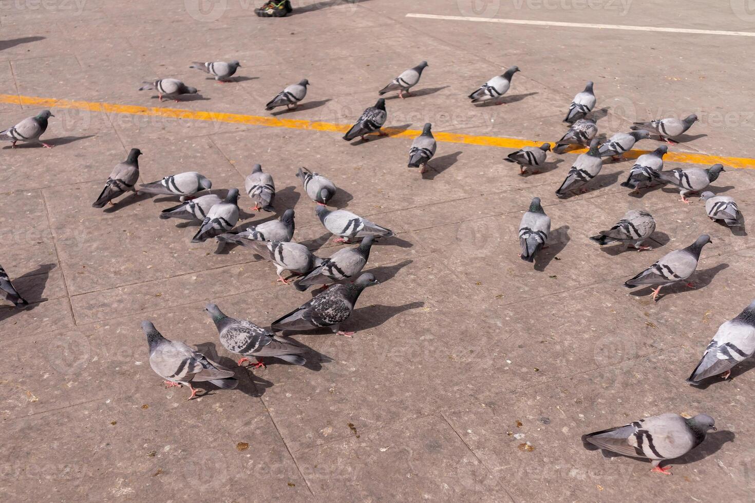 A flock of pigeons on the cement floor outside photo