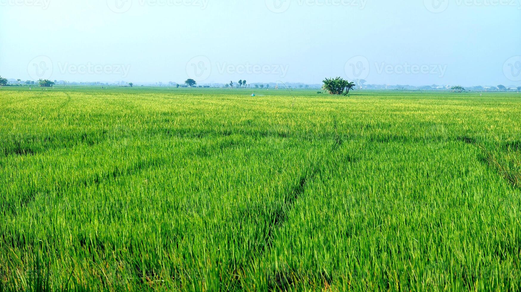 green rice field in village. agriculture plantation. photo
