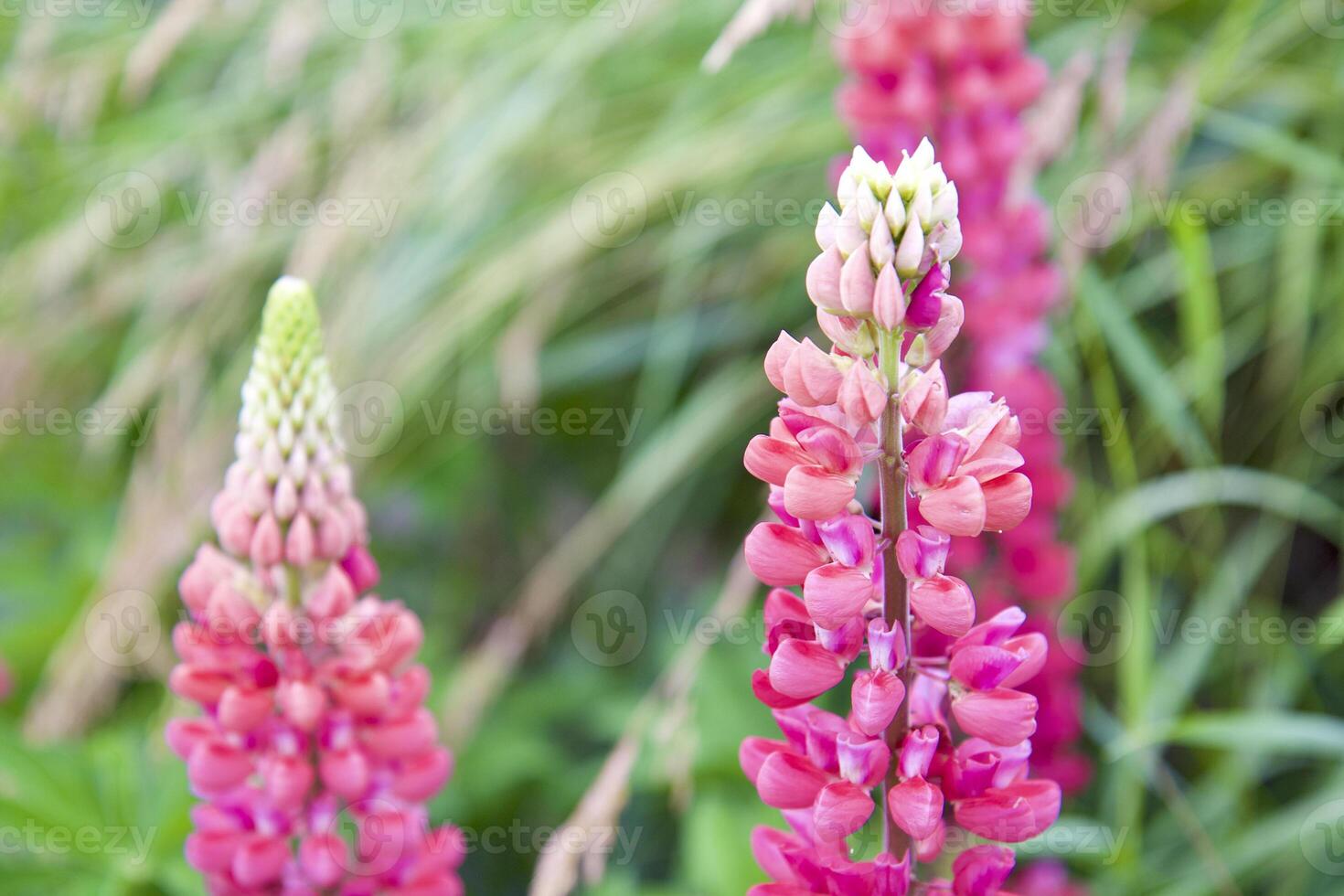 wild flowers, inflorescences petals close-up photo