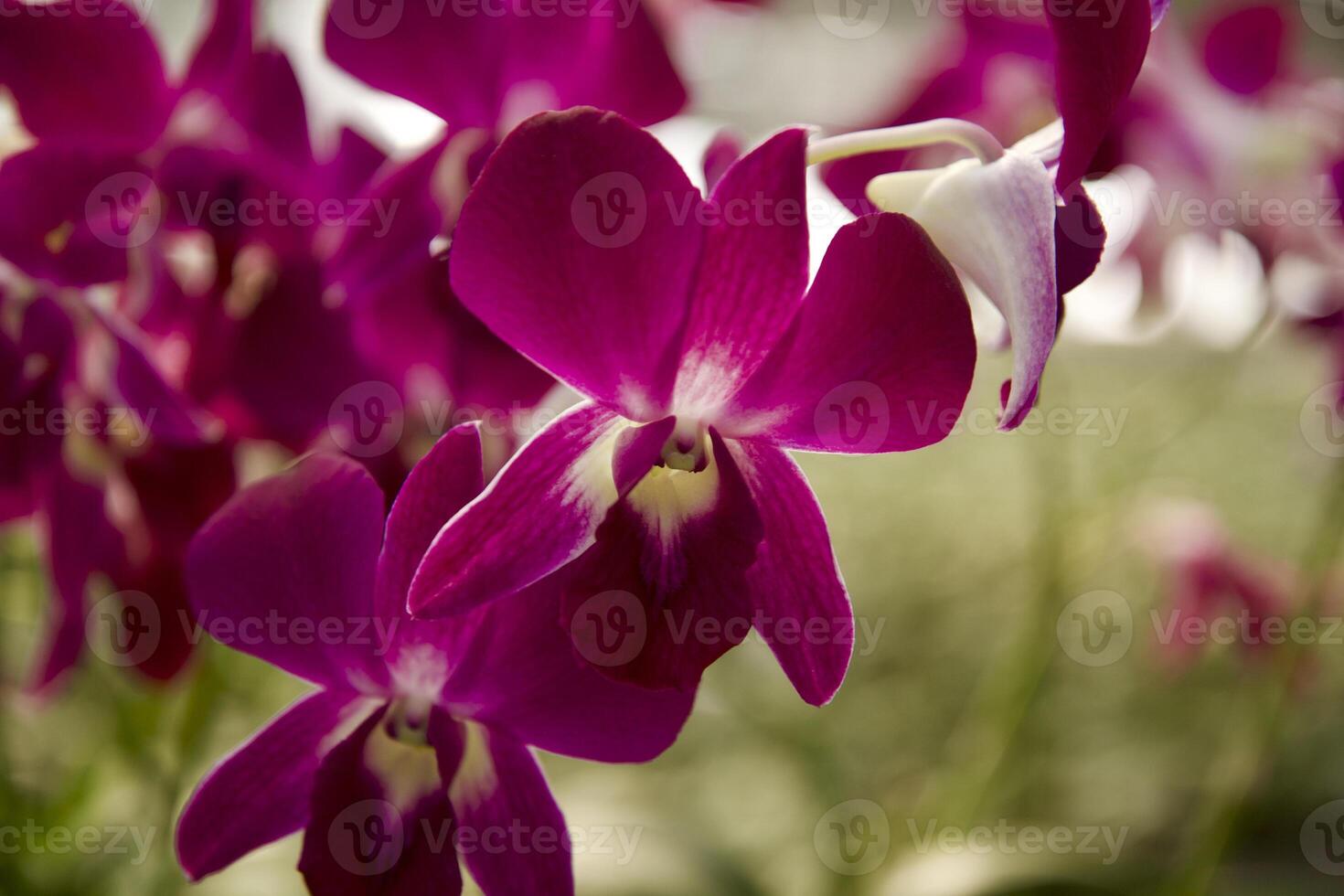 Natural flowers inflorescences close up photo