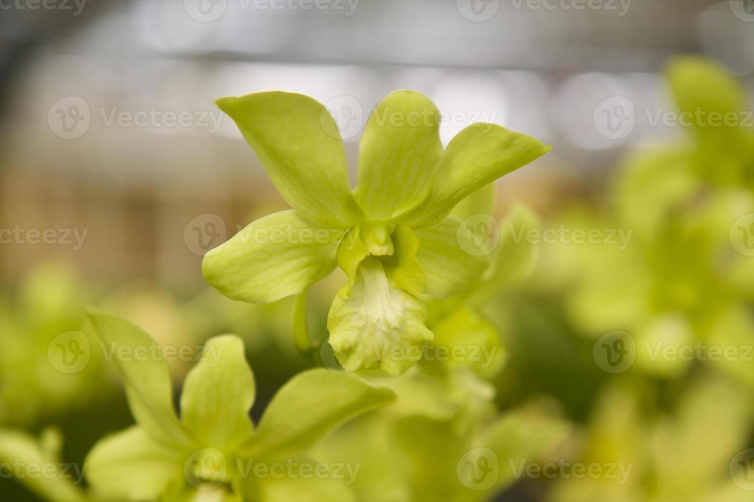 Natural flowers inflorescences close up photo