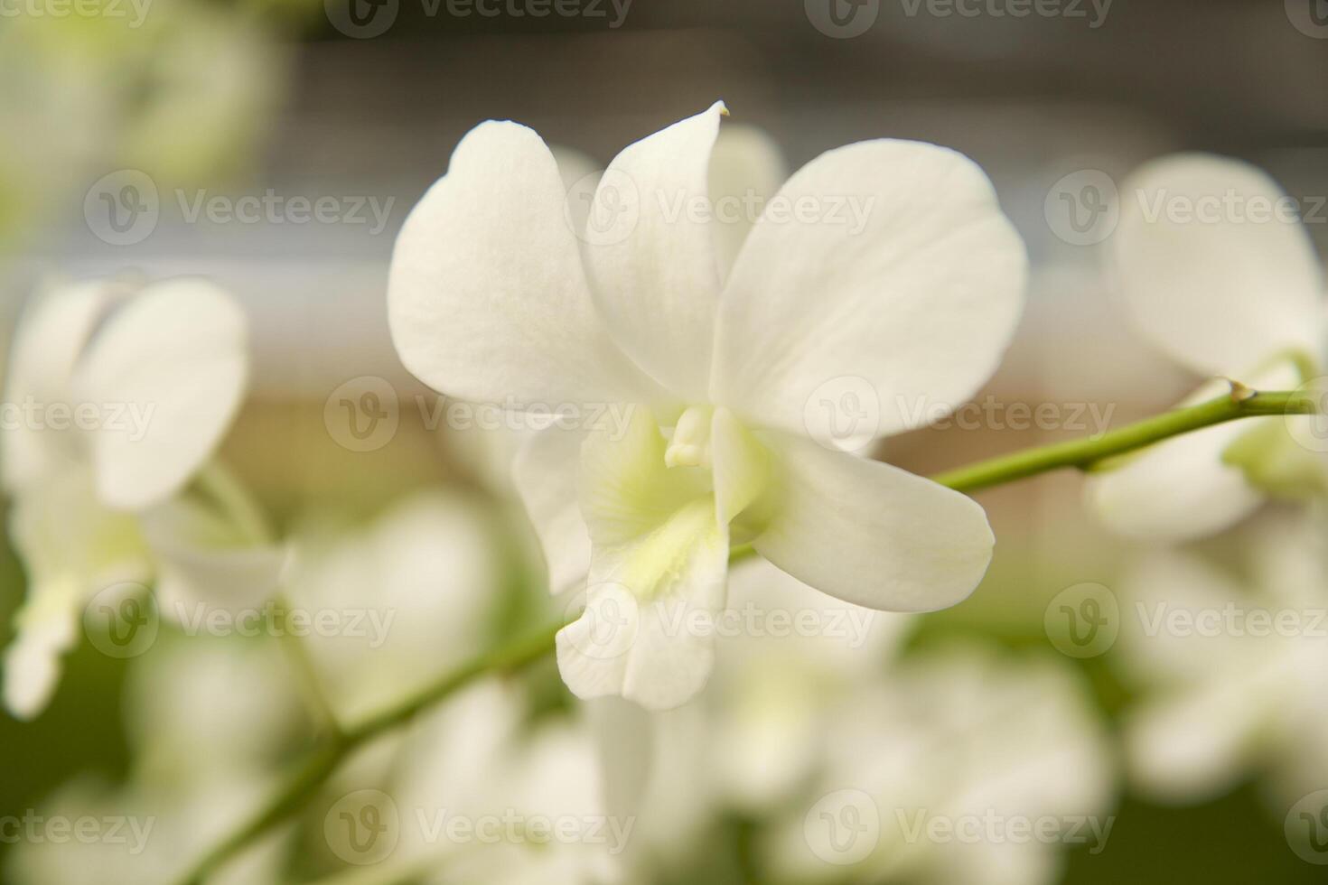 Natural flowers inflorescences close up photo