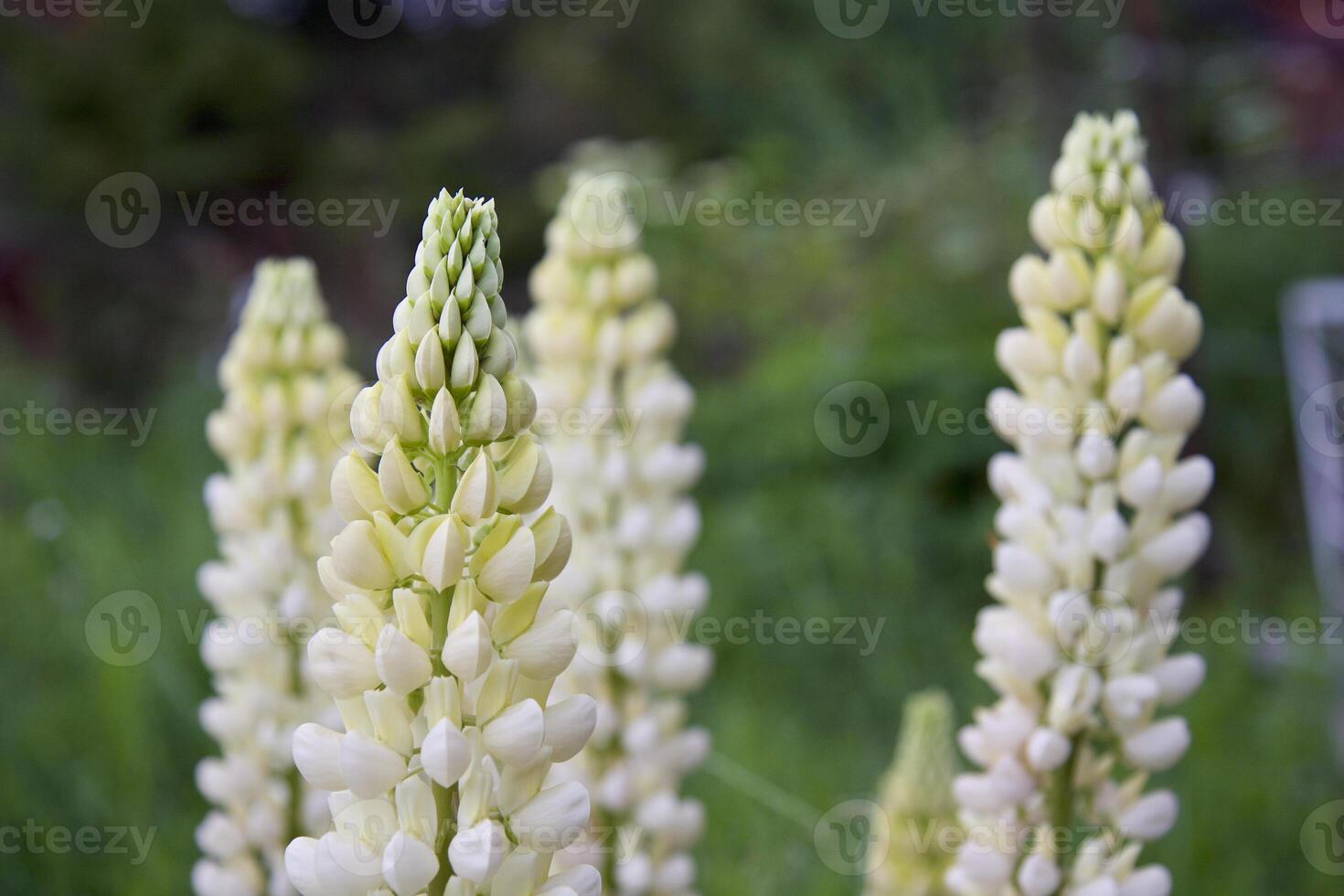 wild flowers, inflorescences petals close-up photo