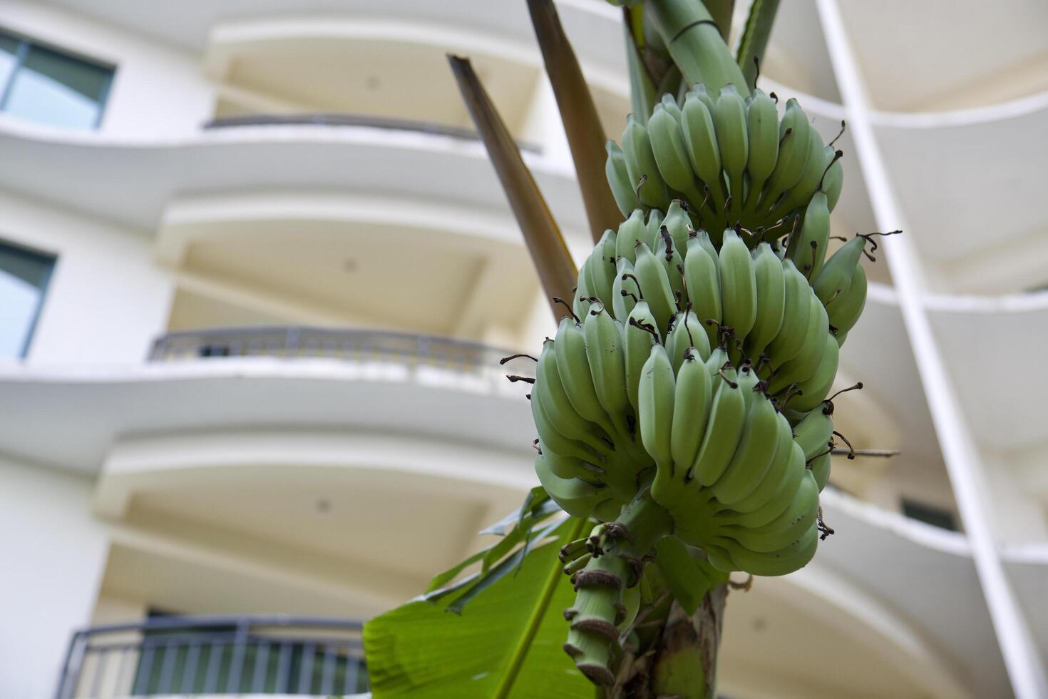 A bunch of bananas growing on a tree outside of a building photo