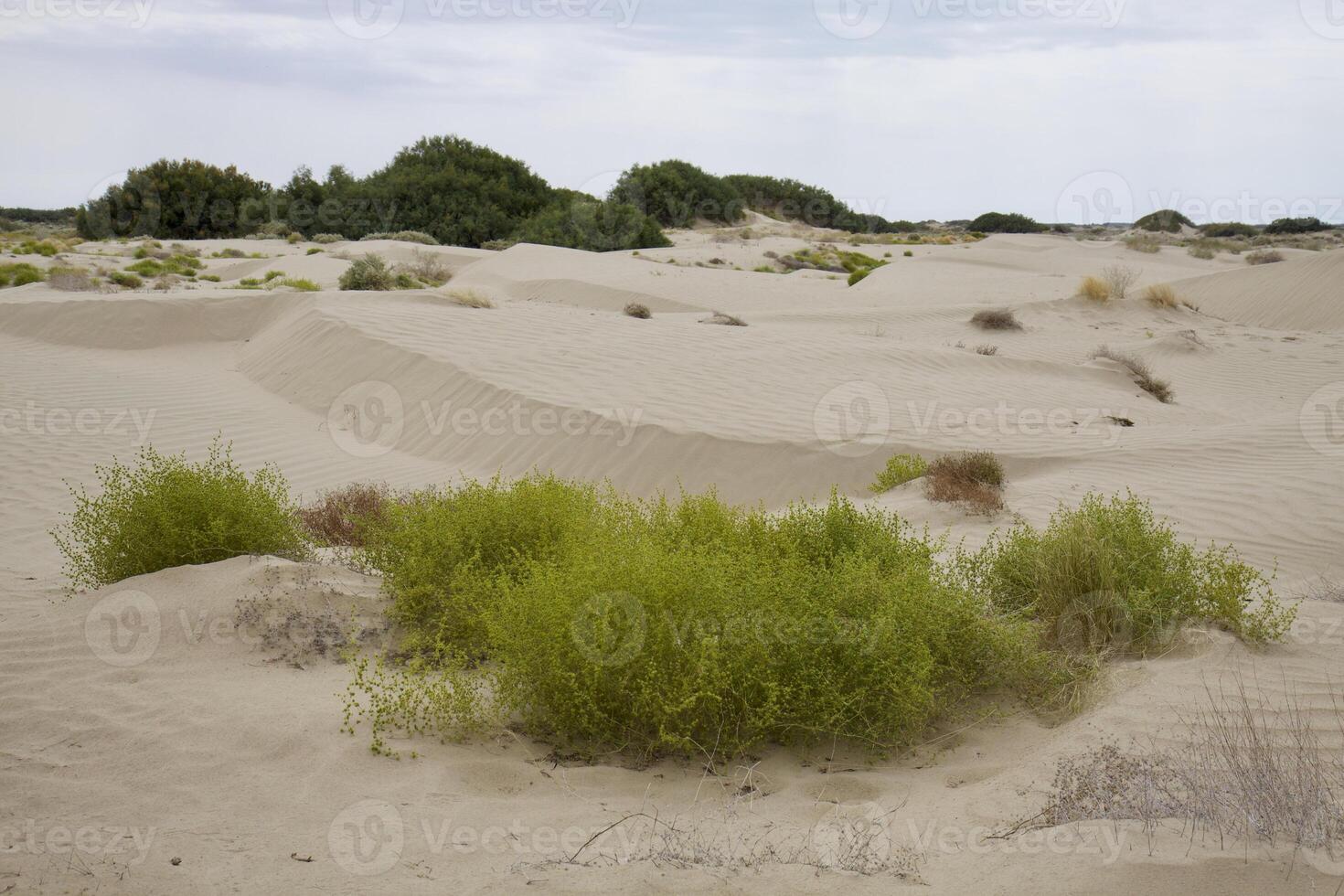 Roadless to Karaozek, Lake Balkhash. Kazakhstan. photo