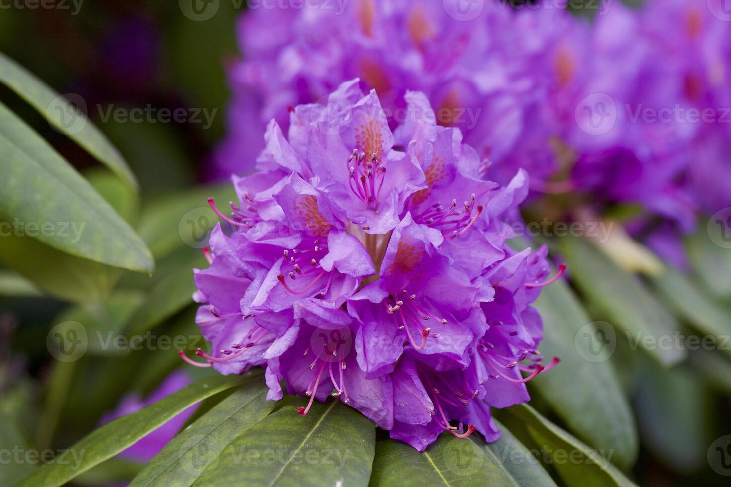Natural flowers inflorescences close up photo