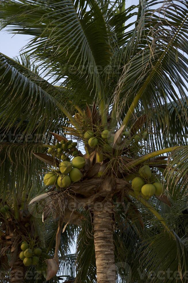 Coconuts and bananas on the tree photo