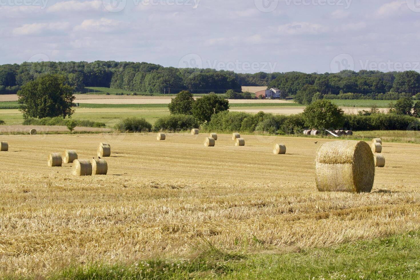 Round bales in a field in summer. Rural landscape. photo