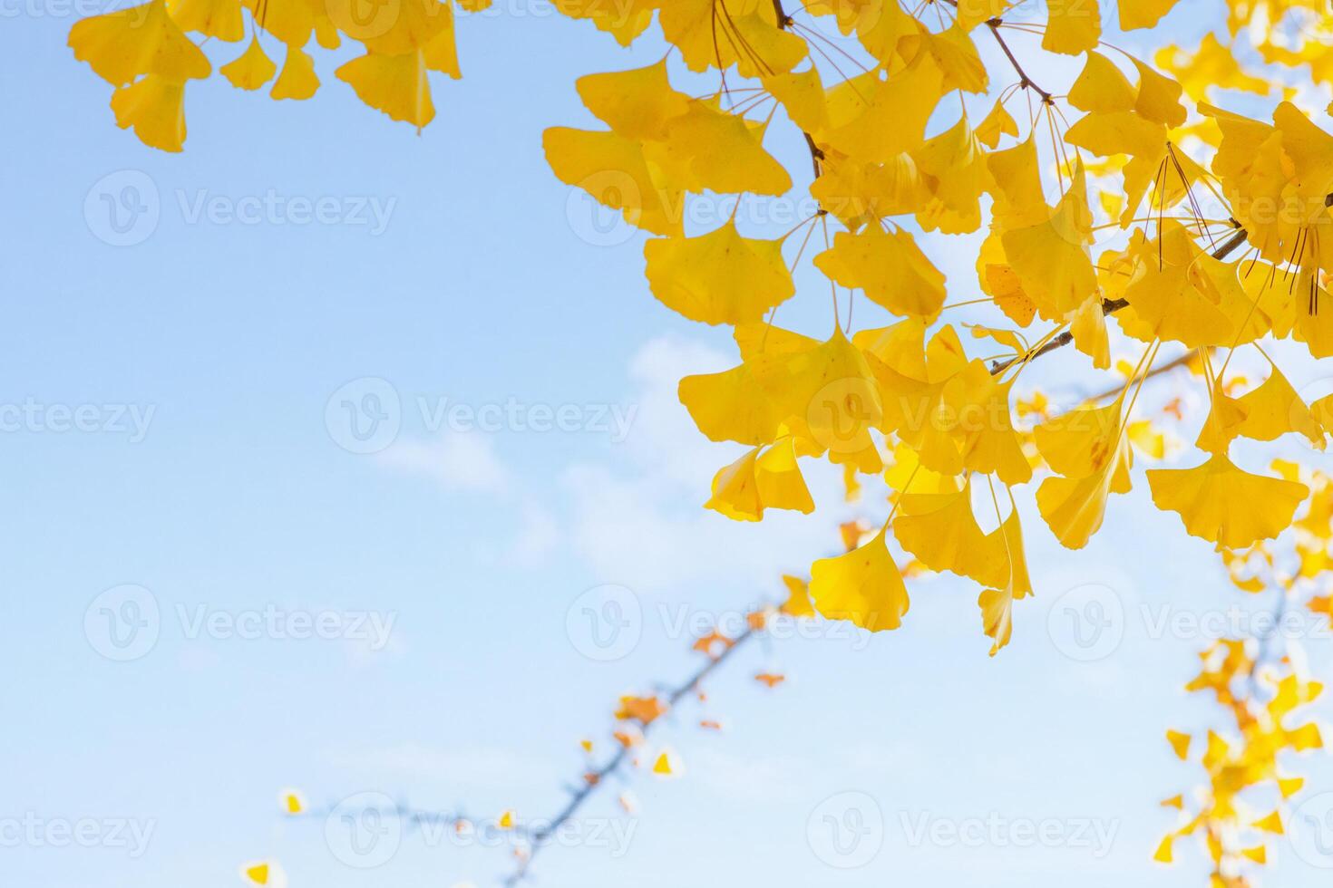 Ginkgo leaves and colorful flowers in autumn park with sky background Nami Island. photo
