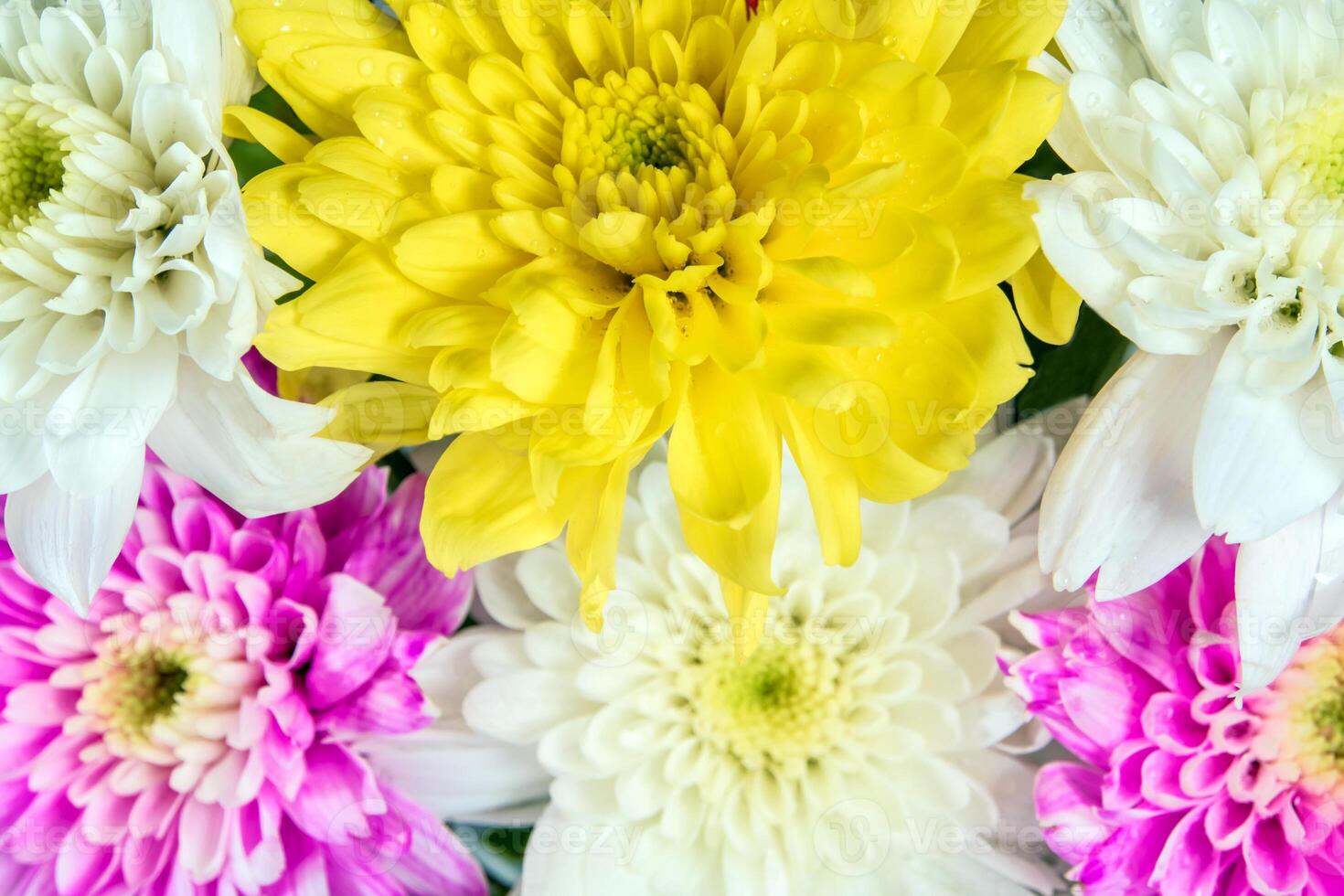 Chrysanthemum pink yellow and white in the flower bouquet photo