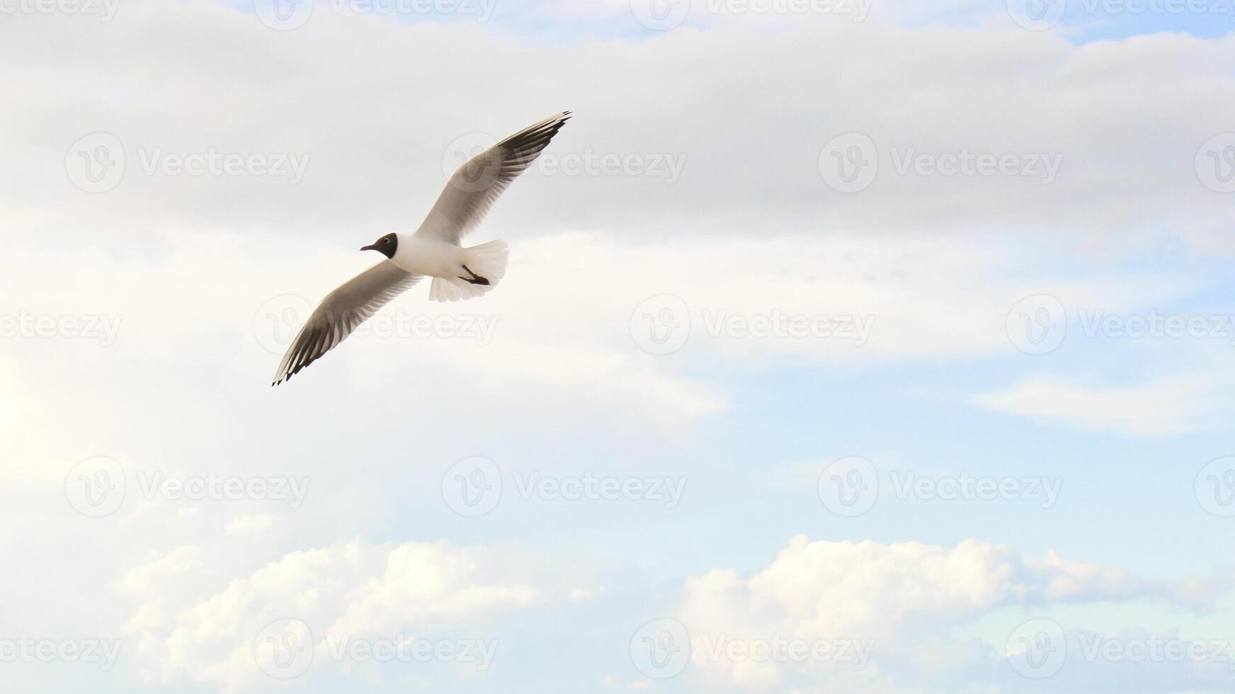 A seagull flies between white clouds in the blue sky over the Baltic Sea in Zingst photo
