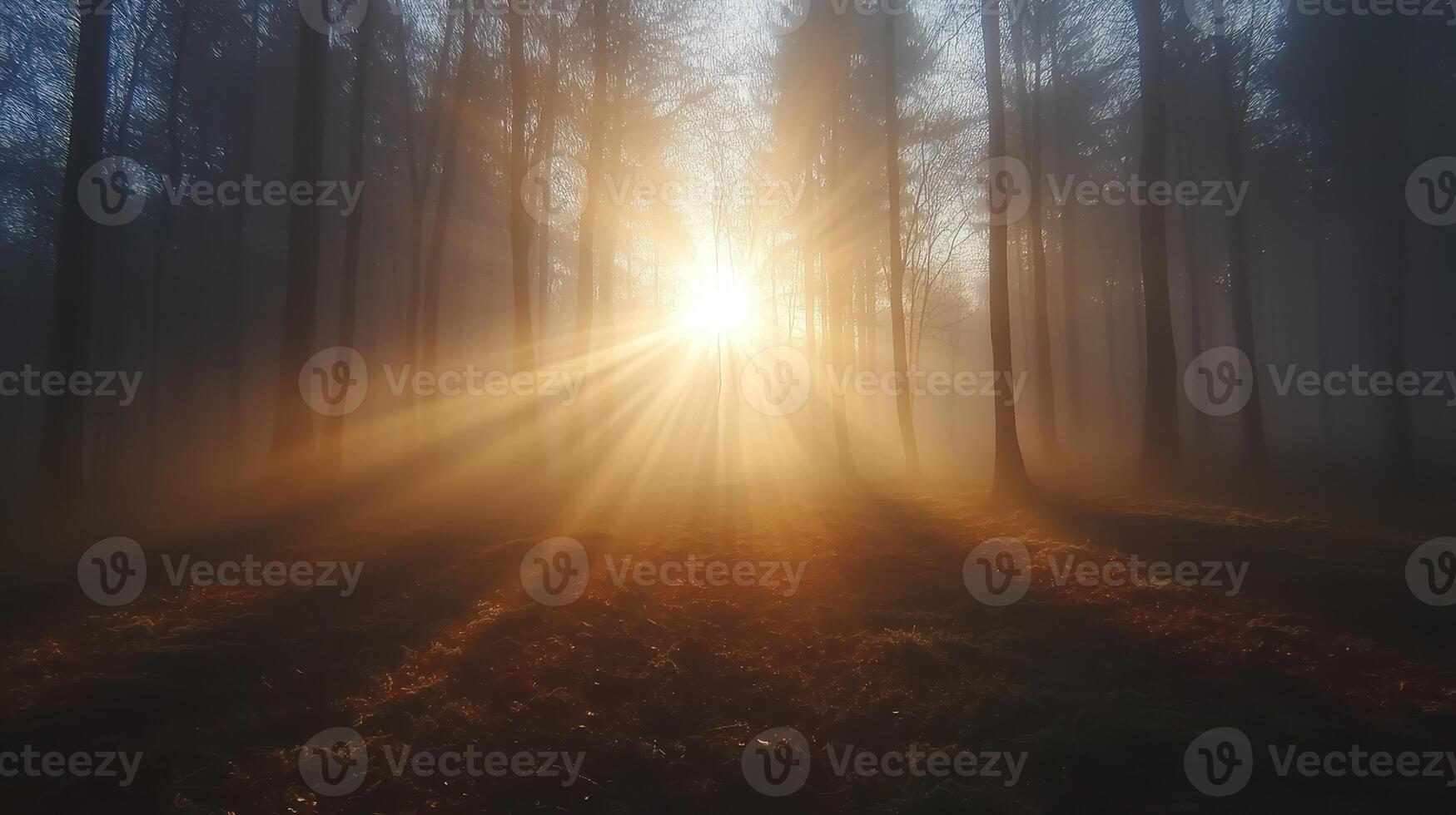 a misty forest clearing with sunbeams shining through trees photo