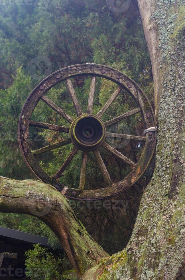 weathered wooden wagon wheel hangs nestled in the branches of moss-covered tree. High quality photo