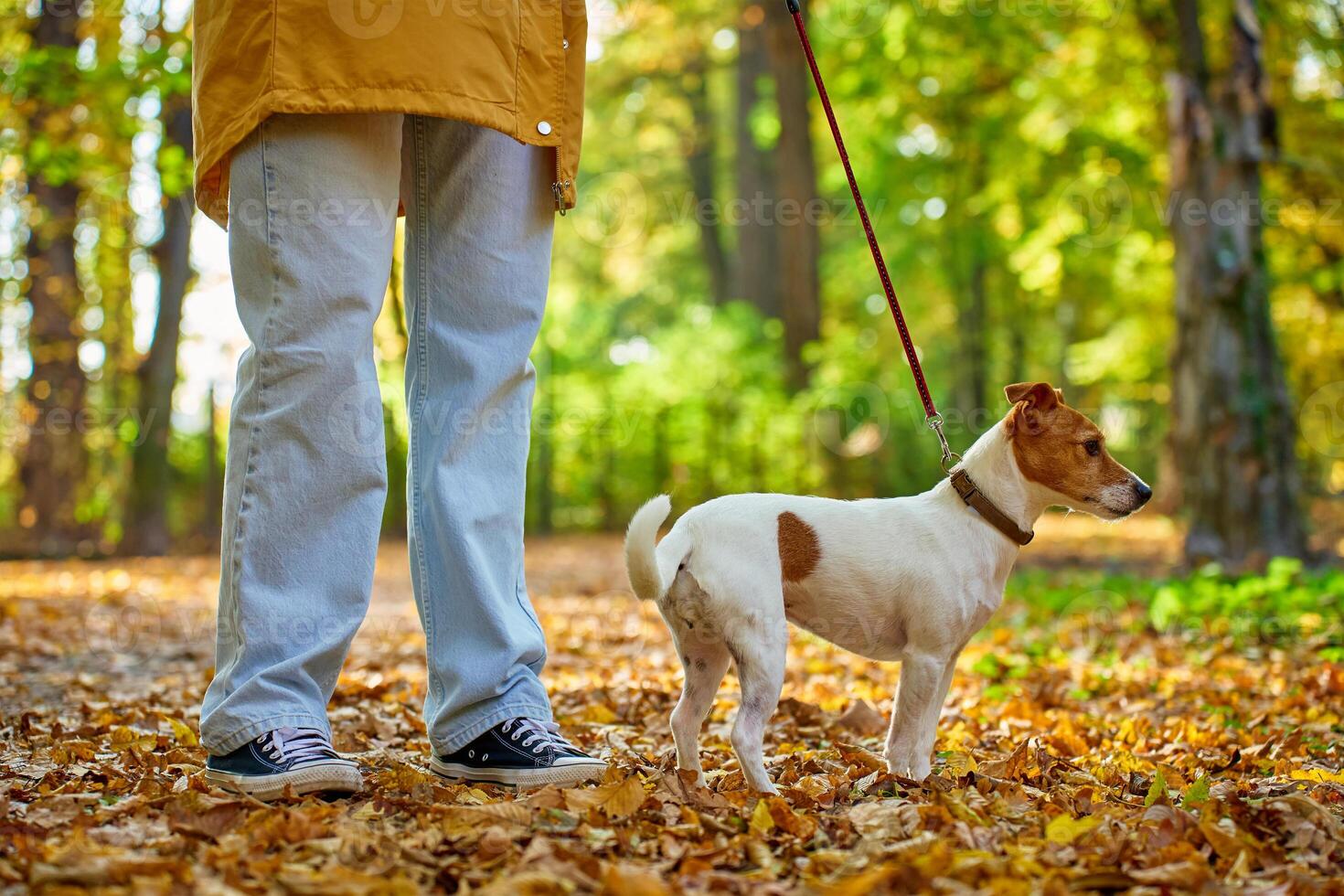 Woman walking her small dog in city park in fall season. Jack Russell Terrier playing in autumn forest with his owner. Female dog sitter walks with dog at morning, leads dog on leash. Pet care photo