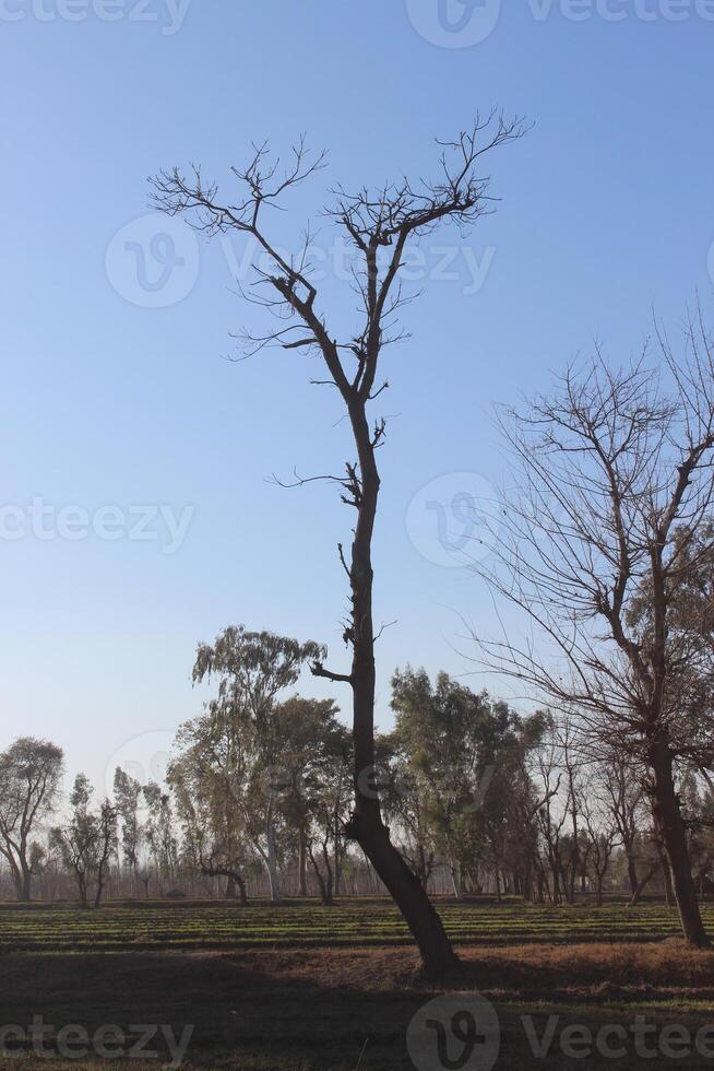trees in the field in a besied jungle. photo