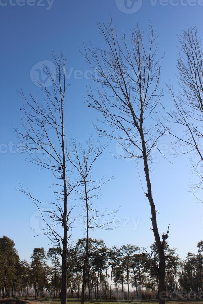 trees in the field in a besid jungle. photo