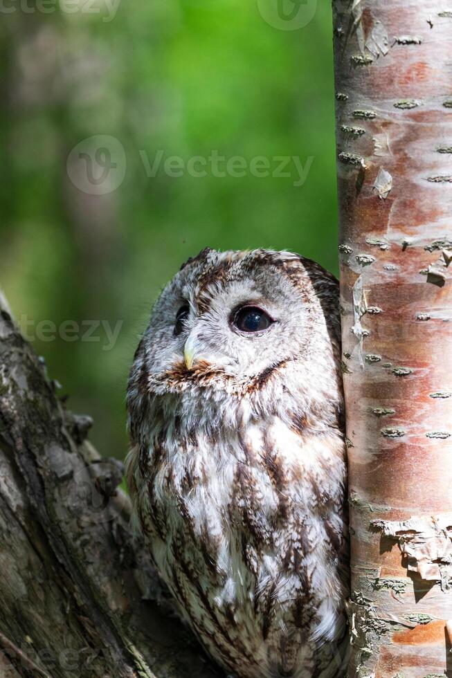 Cute tawny owl in the deep forest. Owl sitting on a tree photo