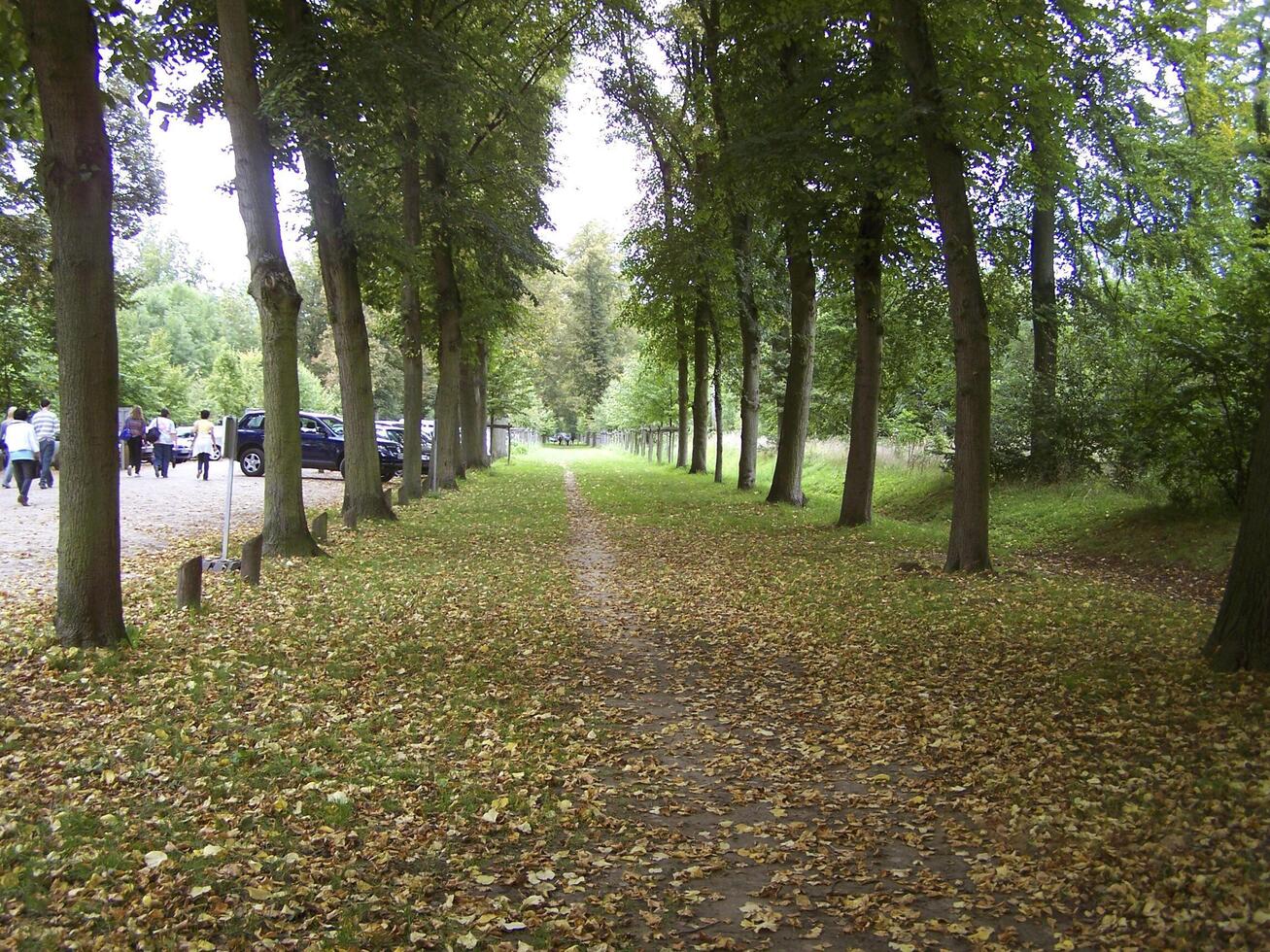 Green Park with tall trees photo