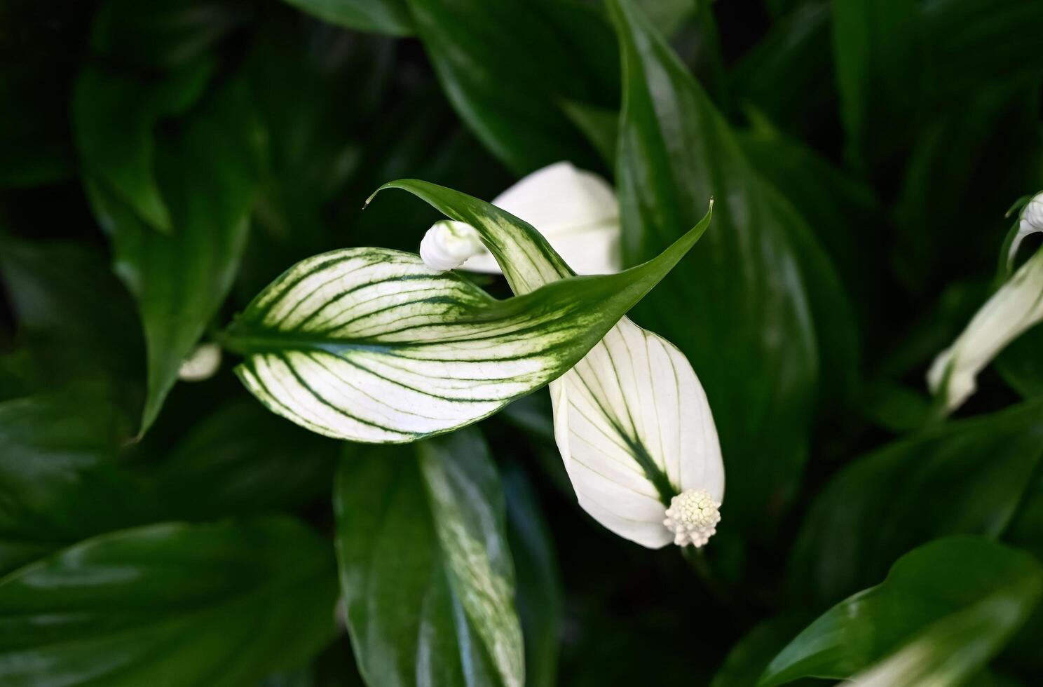 Flower pots with spathiphyllum in the flower shop. Banner photo