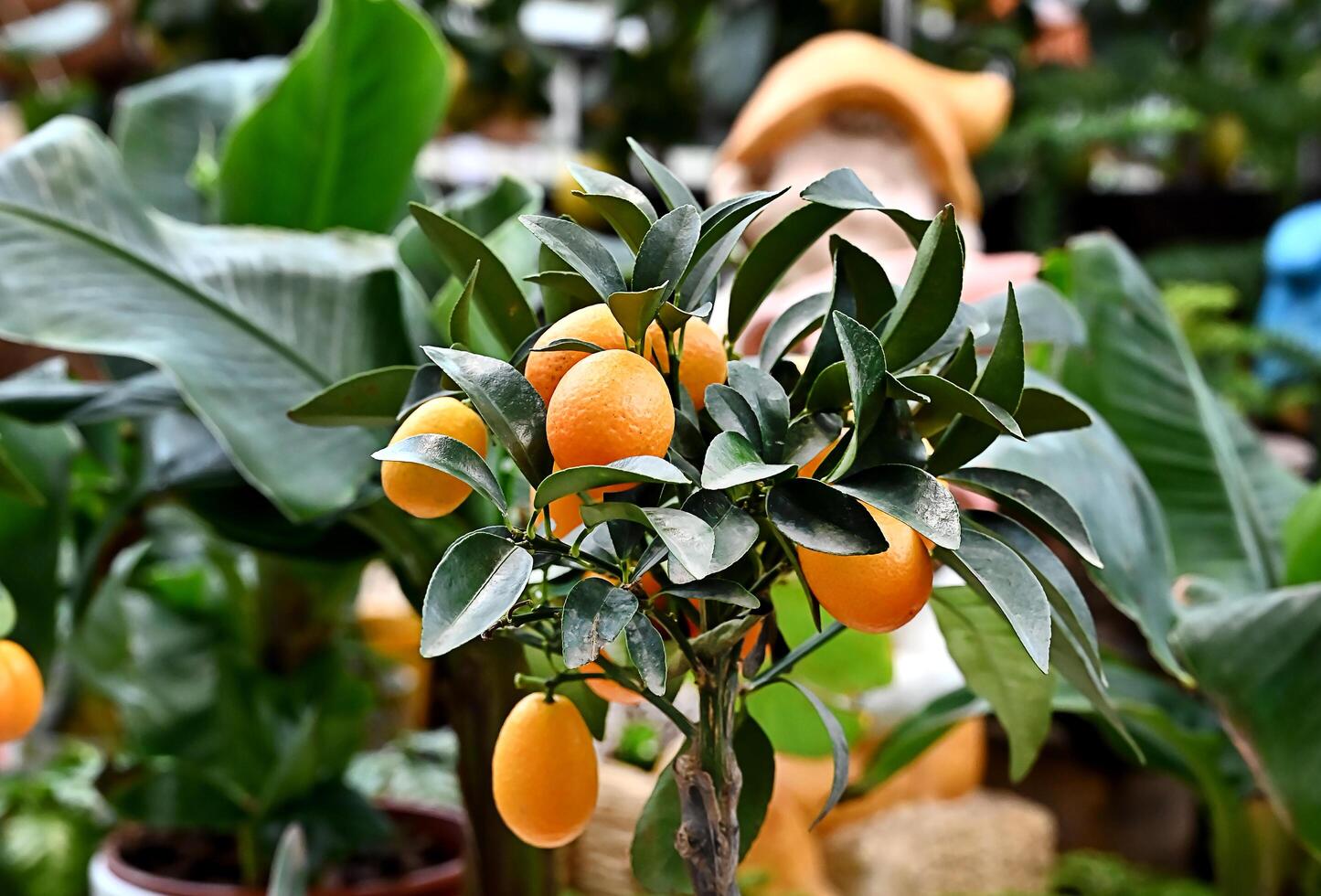 citrus dwarf trees mandarin and kumquat in garden center on shelves. photo