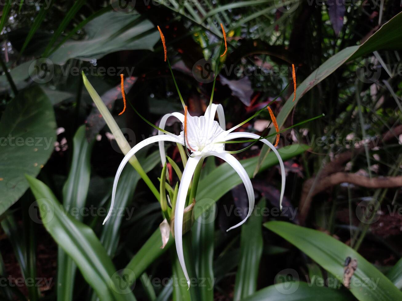A captivating Hymenocallis, commonly known as a spider lily, takes center stage amidst a lush backdrop of tropical foliage. The flower's delicate white petals unfurl, a striking star-shaped pattern. photo
