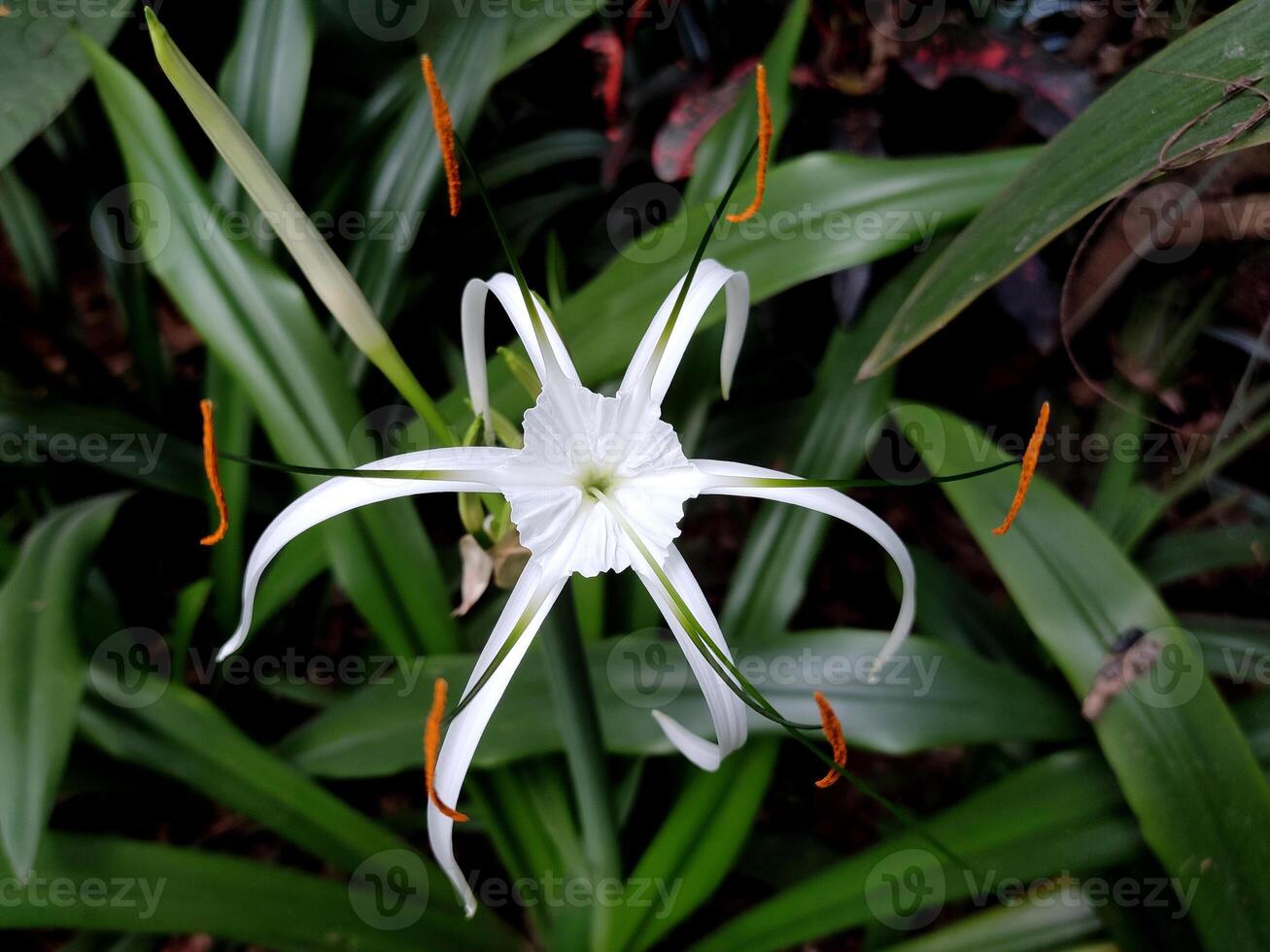 A close-up of a Hymenocallis littoralis, or beach spider lily, reveals its star-like beauty, with slender white petals radiating outward in an intricate design. photo