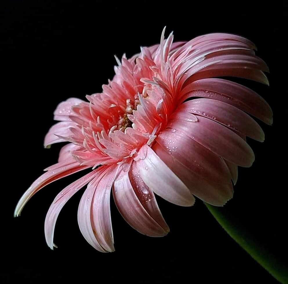 Beautiful flower in garden photo