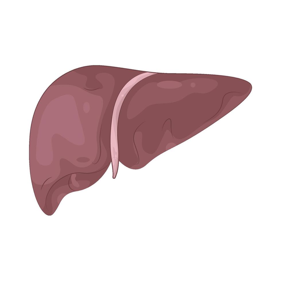 Illustration of liver vector