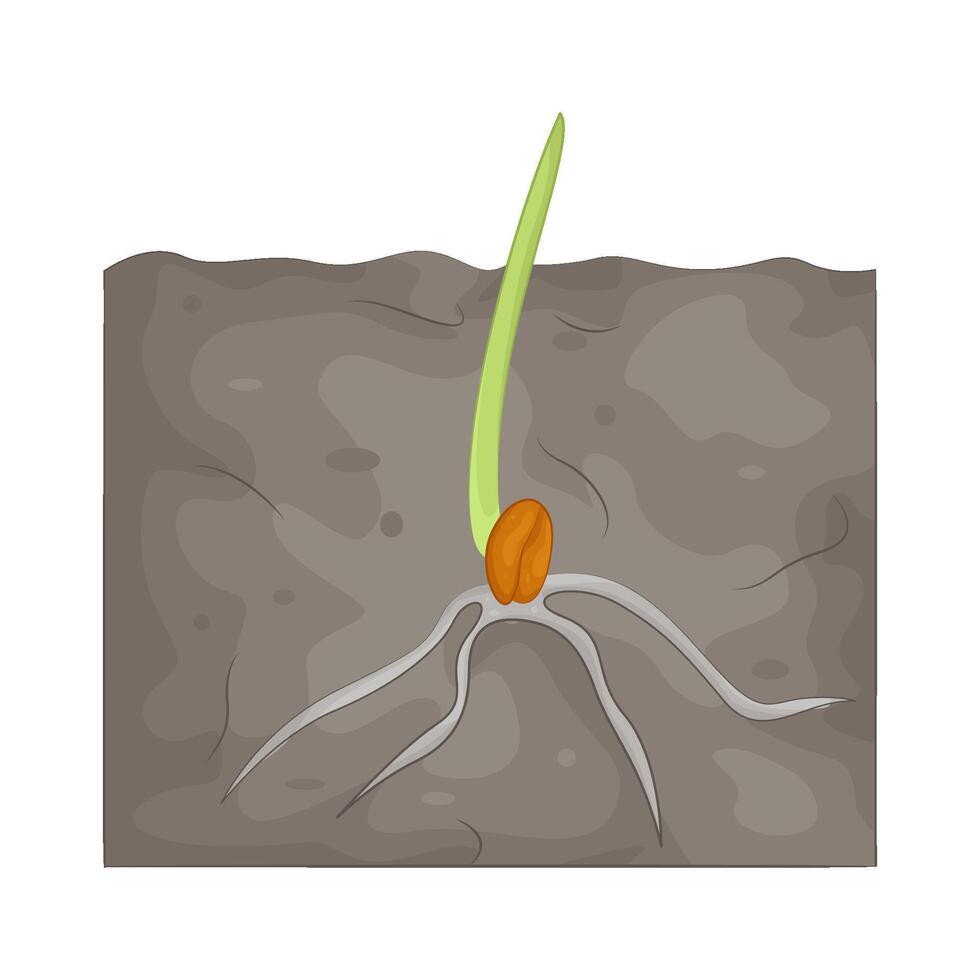 Illustration of germination vector