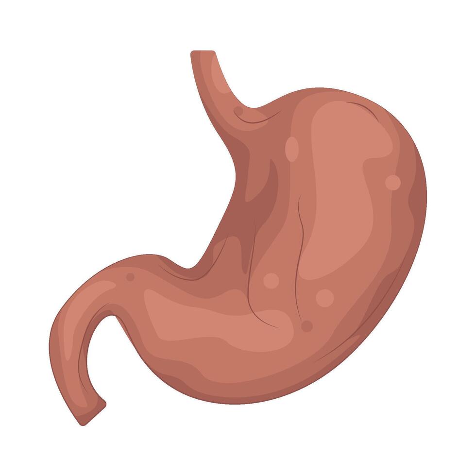 Illustration of Digestive System vector