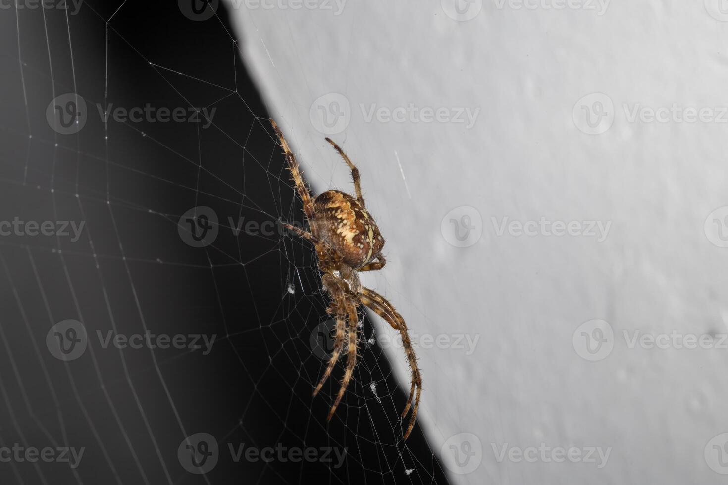 A spider is sitting on a web photo