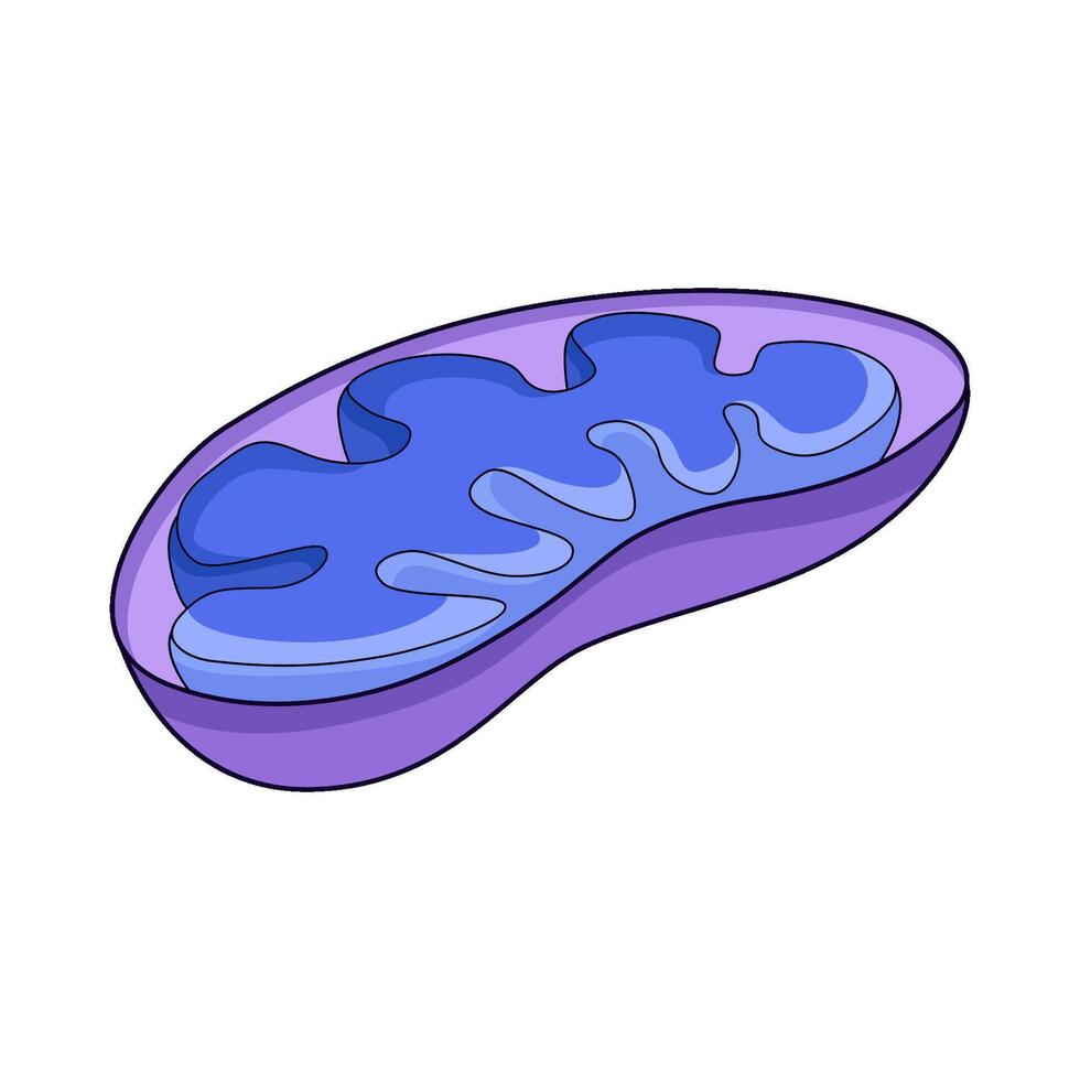 illustration of Mitochondria vector