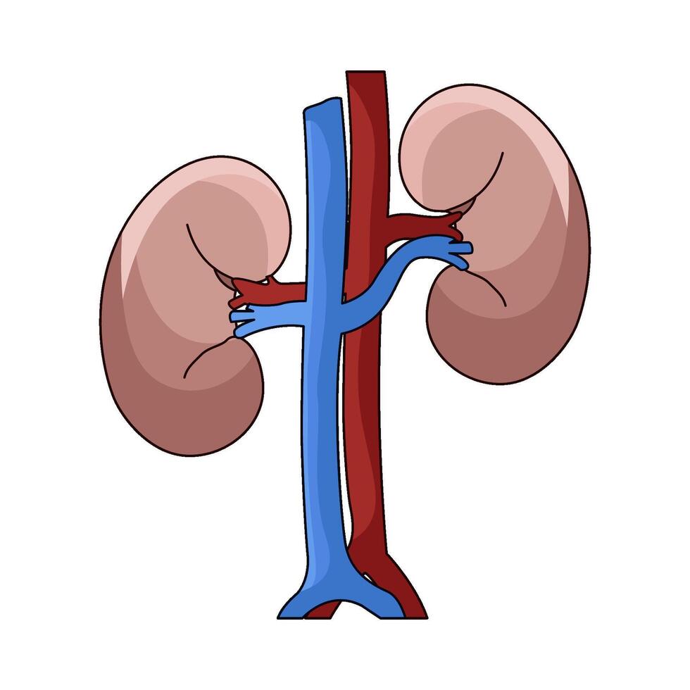 illustration of kidney vector