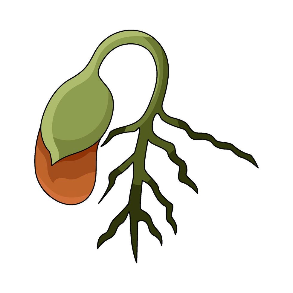 illustration of Germination vector