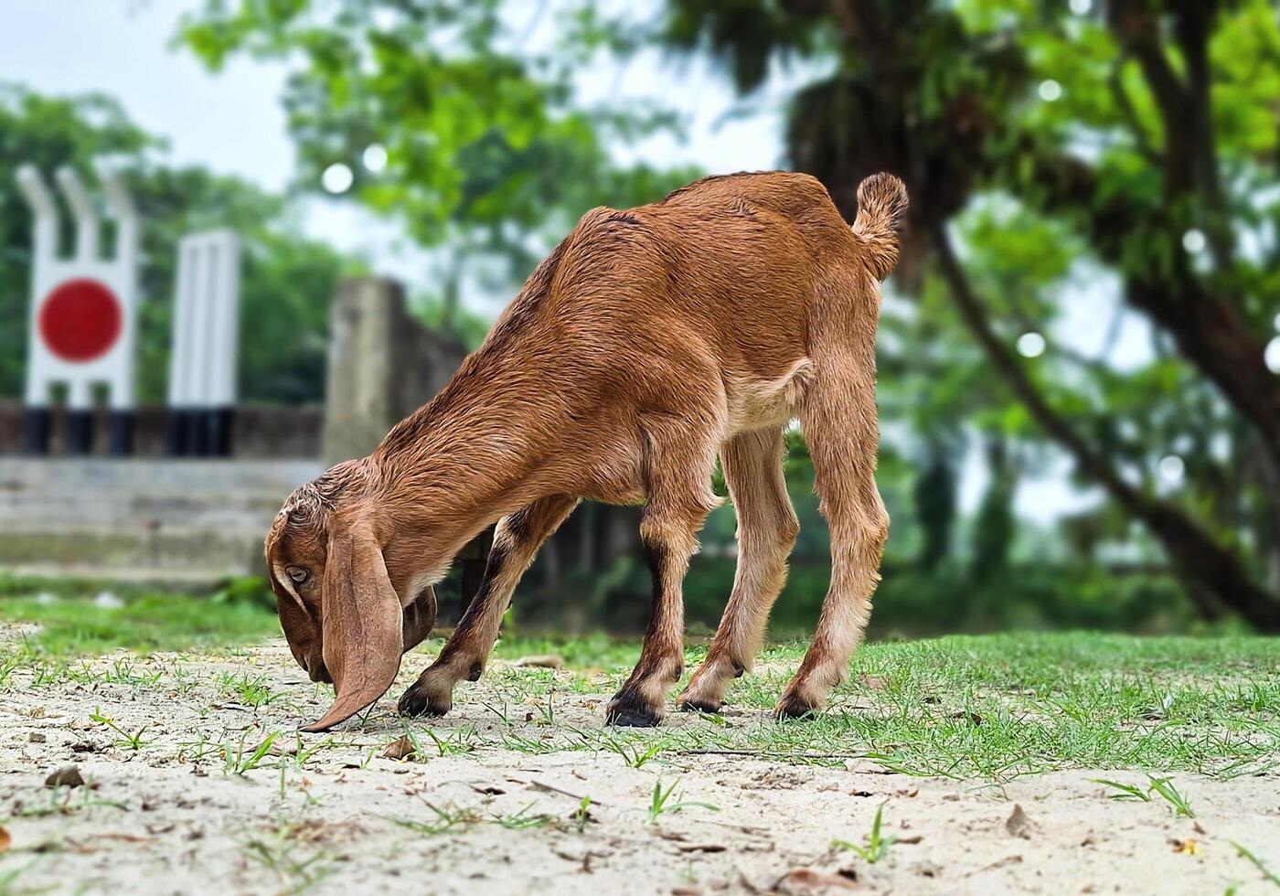Witness the charm of rural life as this little goat grazes peacefully on the dirt road photo