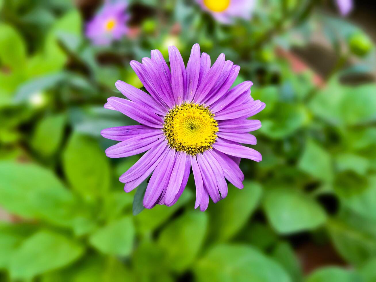 A striking purple flower with a radiant yellow center stands out beautifully amidst a backdrop of rich green leaves photo