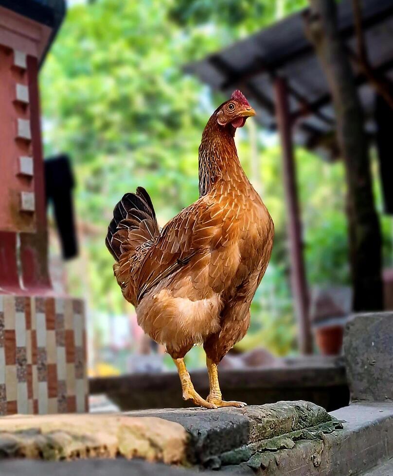 Brown Hen Standing Proud in a Rustic Setting photo
