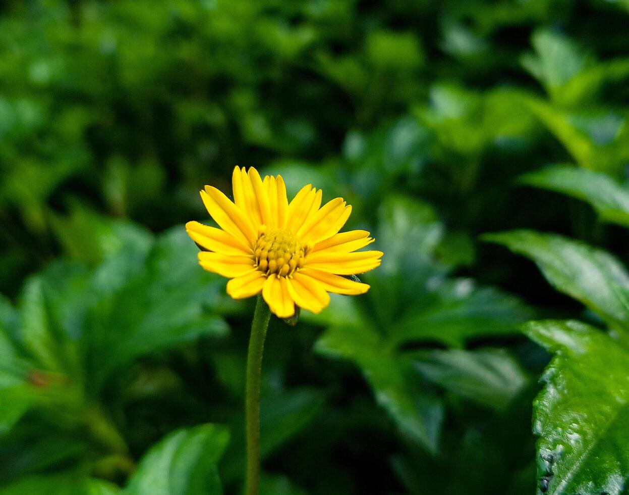 In the heart of verdant foliage, a striking yellow flower captures the essence of nature's charm photo